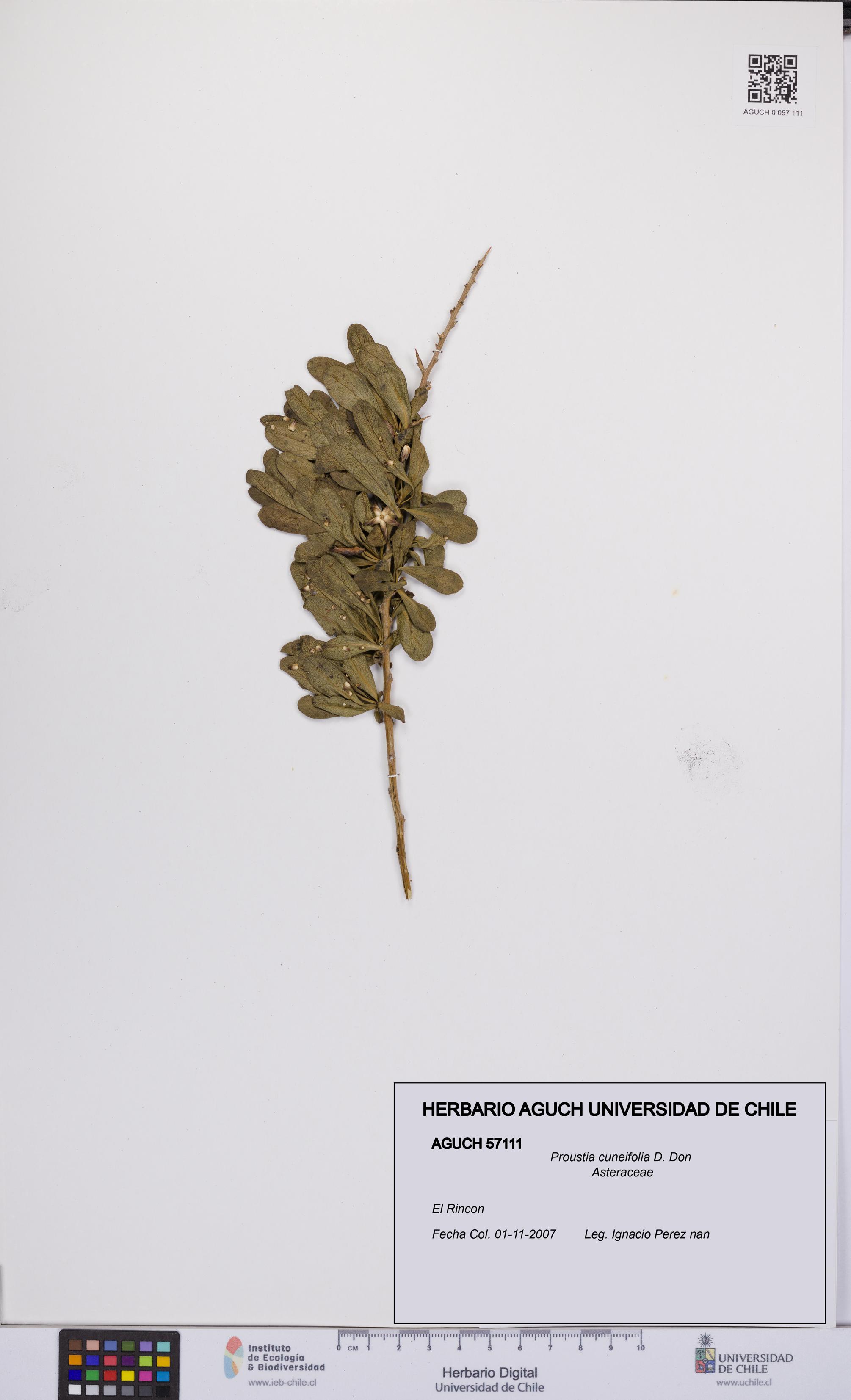 Proustia cuneifolia [Espécimen: UCH:AGUCH:0057111]