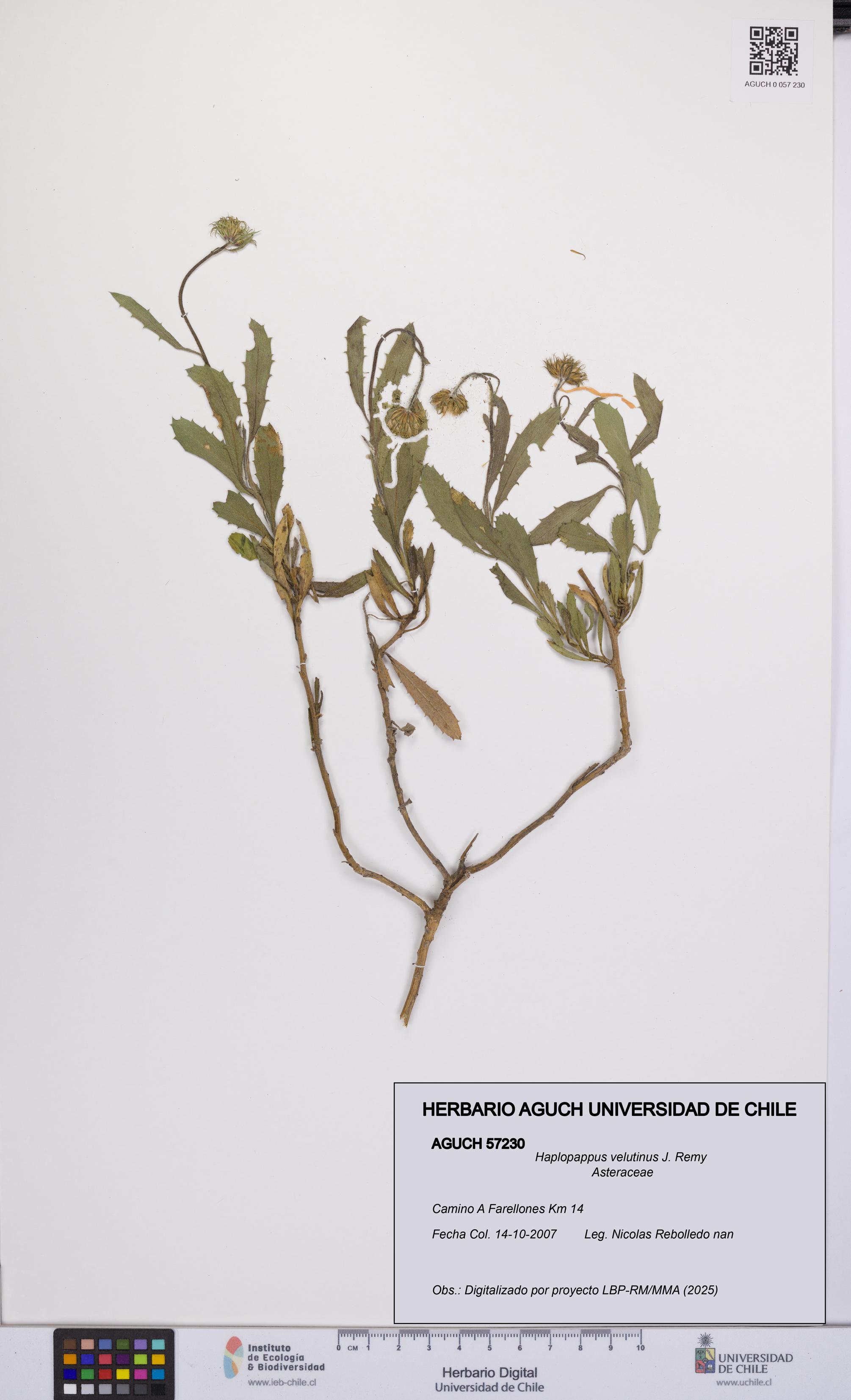 Haplopappus velutinus [Espécimen: UCH:AGUCH:0057230]