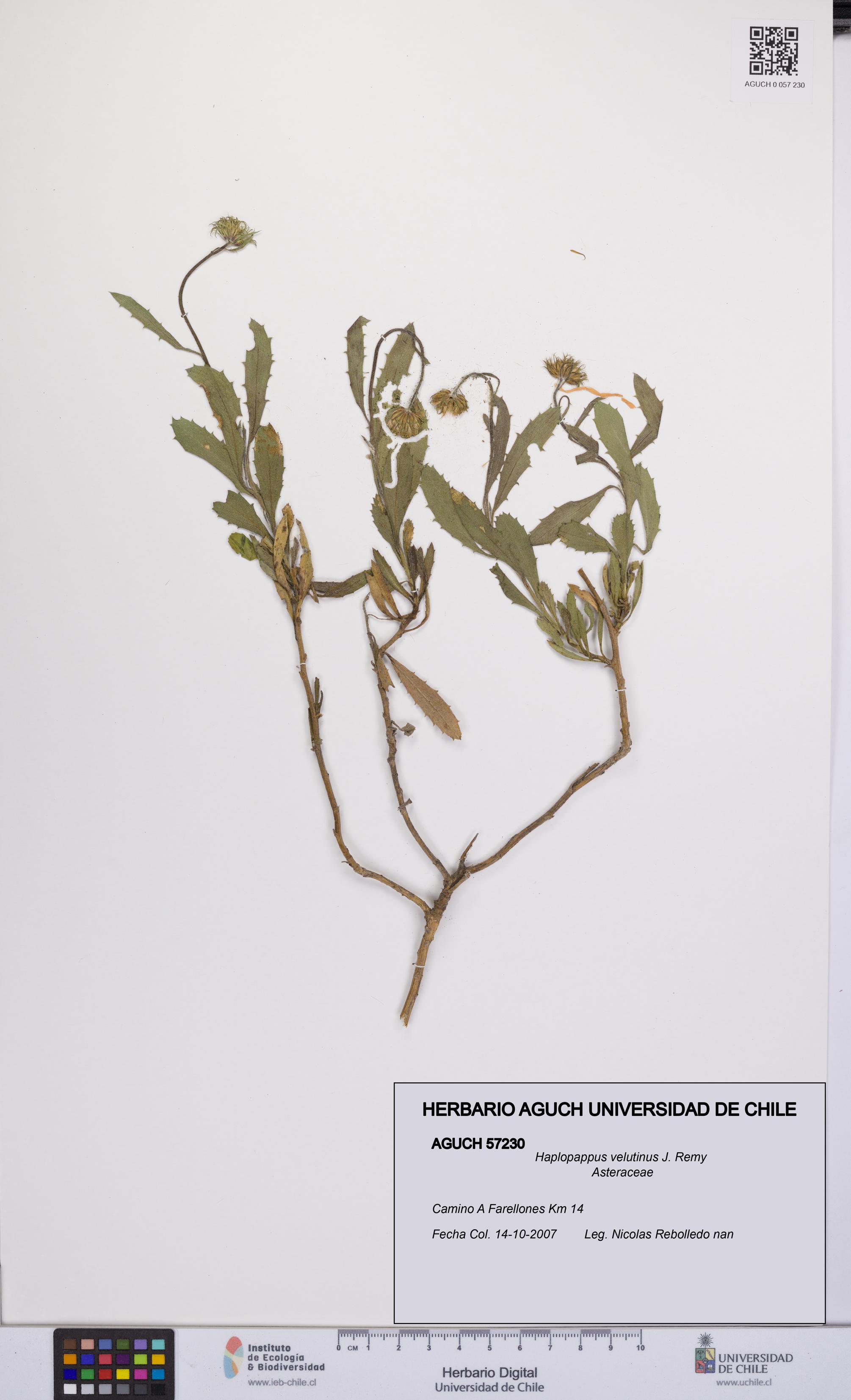 Haplopappus velutinus [Espécimen: UCH:AGUCH:0057230]