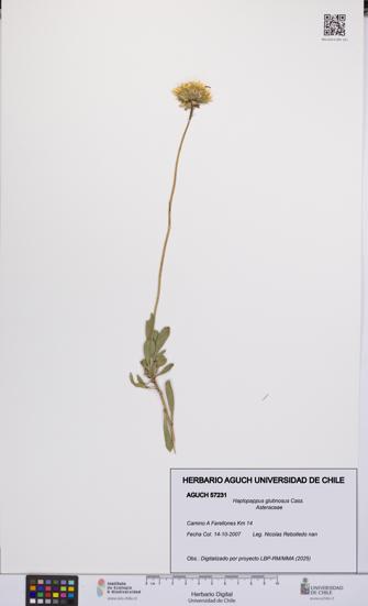 Haplopappus glutinosus [Espécimen: UCH:AGUCH:0057231]
