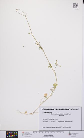 Bowlesia tropaeolifolia [Espécimen: UCH:AGUCH:0057240]
