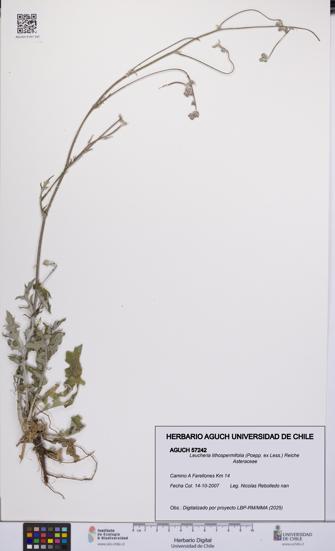 Leucheria lithospermifolia [Espécimen: UCH:AGUCH:0057242]
