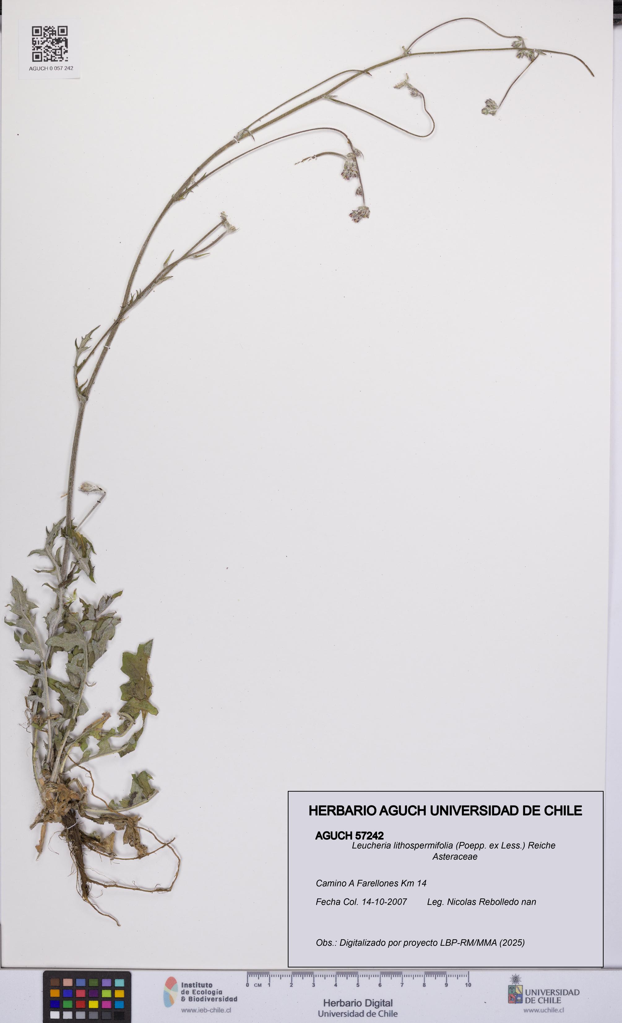 Leucheria lithospermifolia [Espécimen: UCH:AGUCH:0057242]