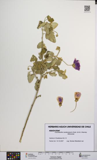 Corynabutilon ceratocarpum [Espécimen: UCH:AGUCH:0057247]