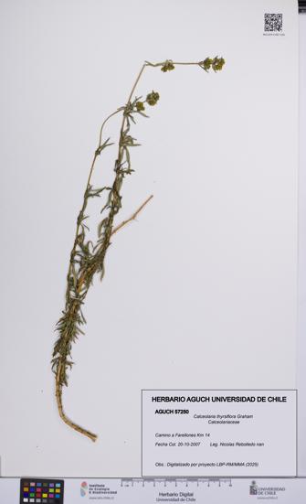 Calceolaria thyrsiflora [Espécimen: UCH:AGUCH:0057250]
