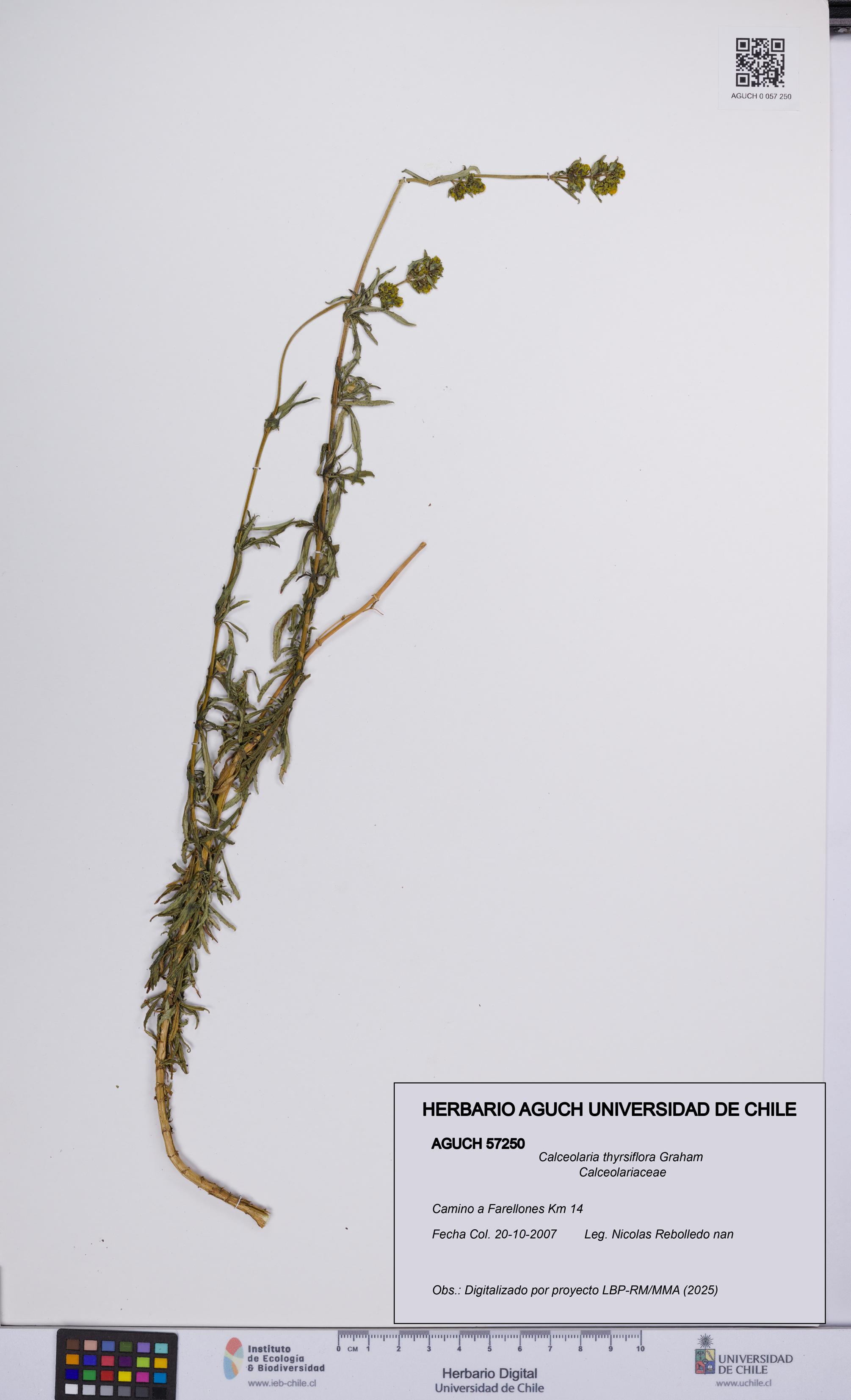 Calceolaria thyrsiflora [Espécimen: UCH:AGUCH:0057250]