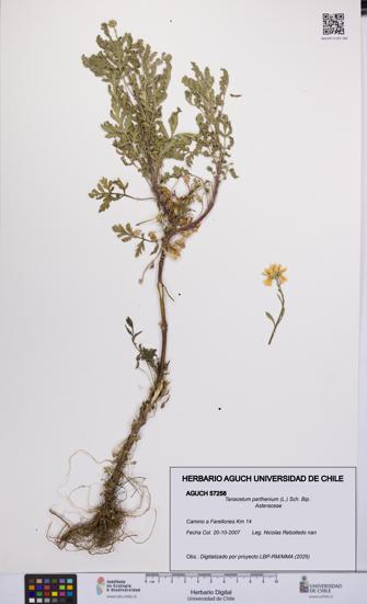 Tanacetum parthenium [Espécimen: UCH:AGUCH:0057258]