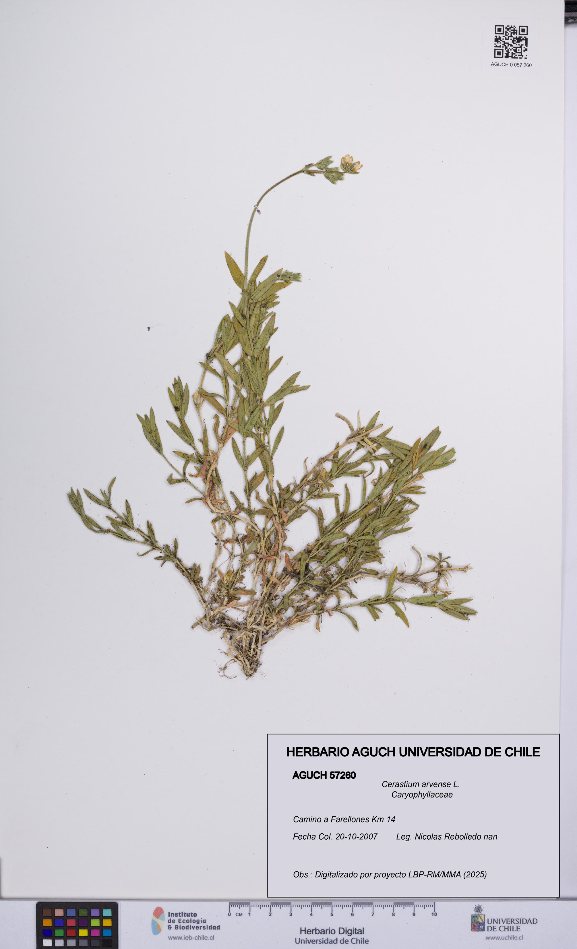Cerastium arvense [Espécimen: UCH:AGUCH:0057260]