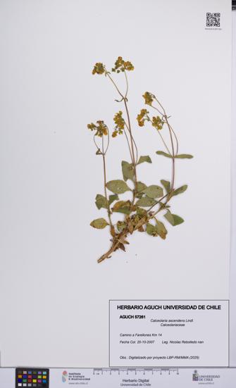 Calceolaria ascendens [Espécimen: UCH:AGUCH:0057261]