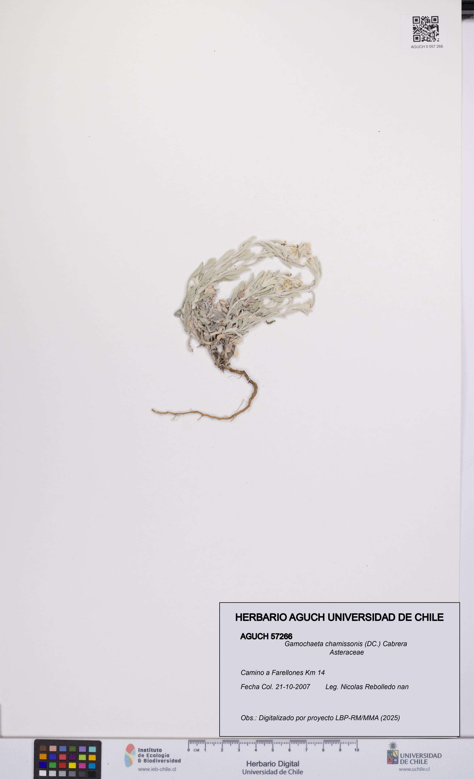 Gamochaeta chamissonis [Espécimen: UCH:AGUCH:0057266]