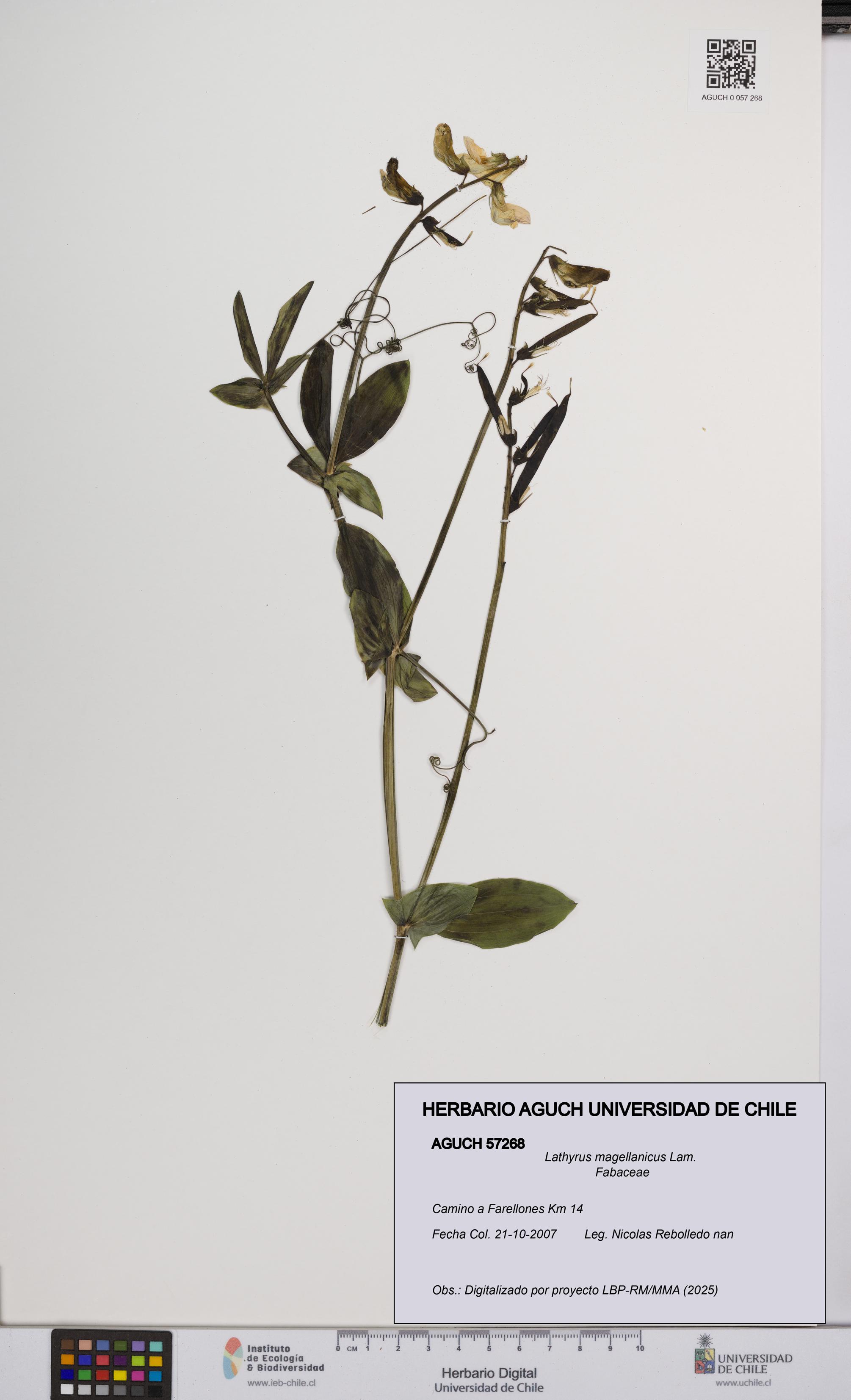 Lathyrus magellanicus [Espécimen: UCH:AGUCH:0057268]