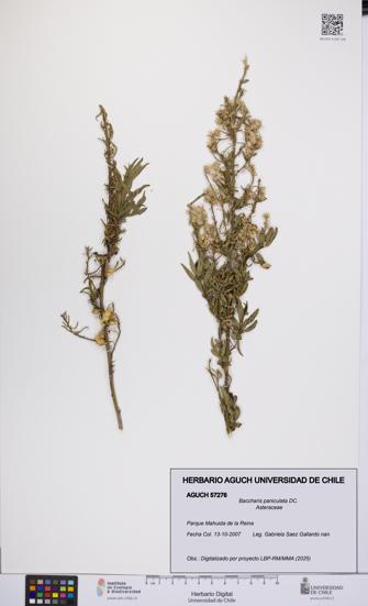 Baccharis paniculata [Espécimen: UCH:AGUCH:0057276]