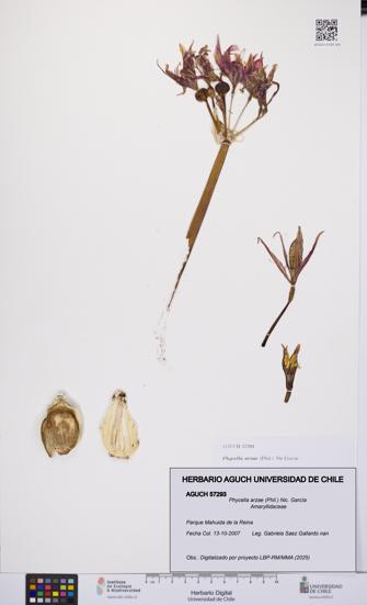 Phycella arzae [Espécimen: UCH:AGUCH:0057293]