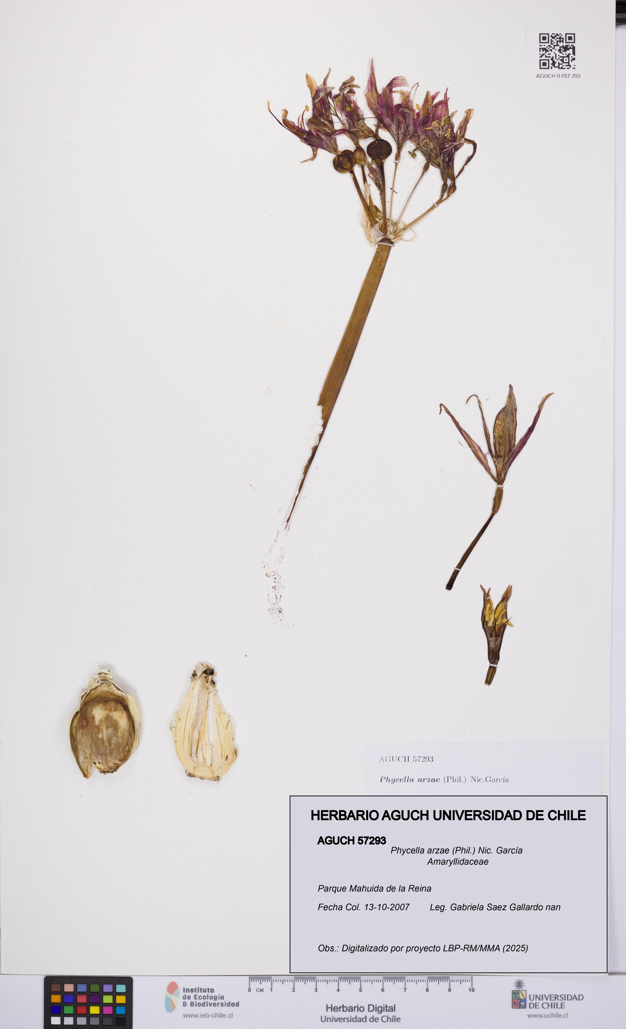 Phycella arzae [Espécimen: UCH:AGUCH:0057293]