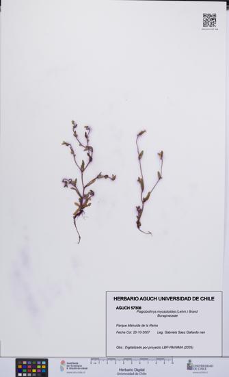 Plagiobothrys myosotoides [Espécimen: UCH:AGUCH:0057308]