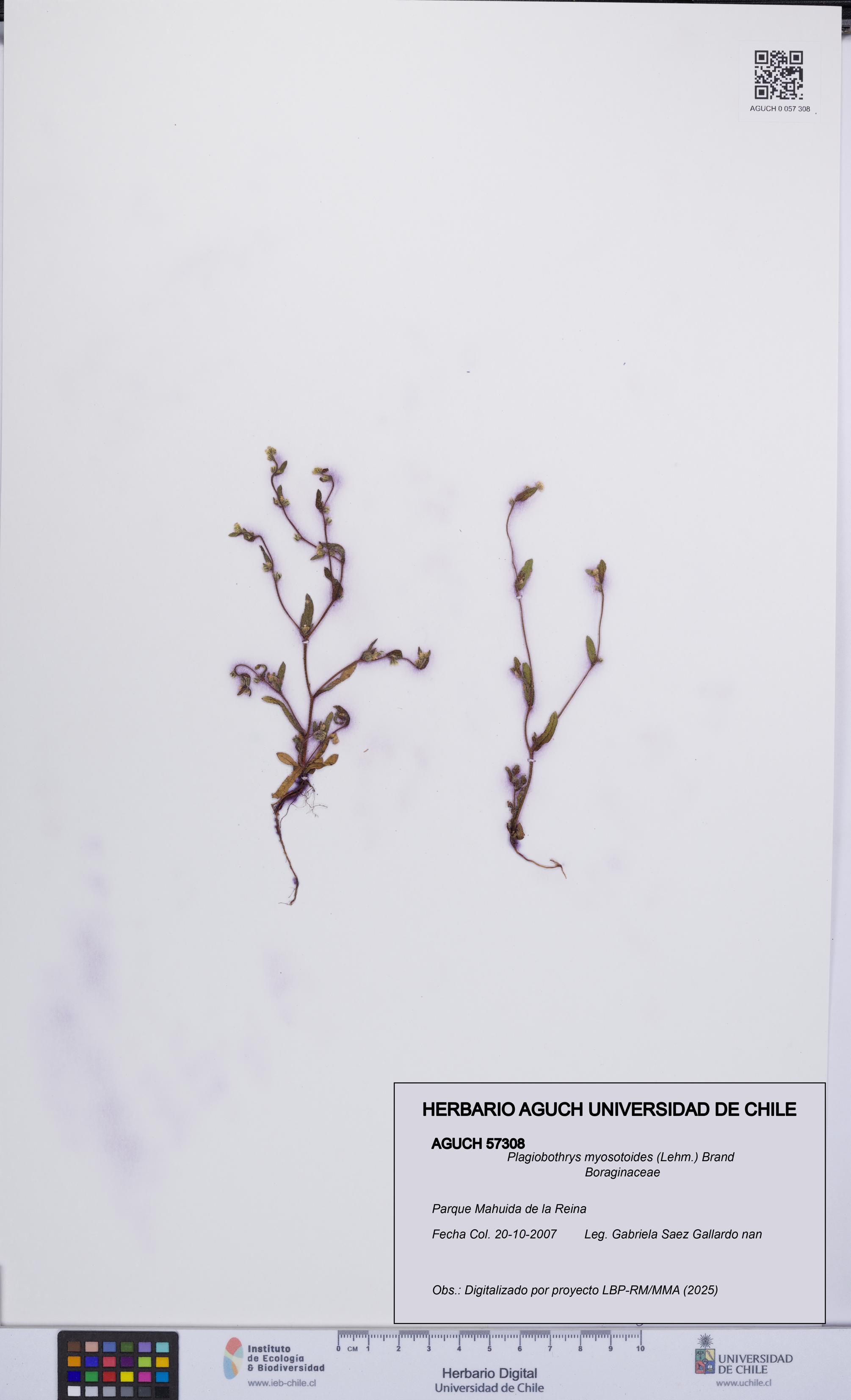 Plagiobothrys myosotoides [Espécimen: UCH:AGUCH:0057308]