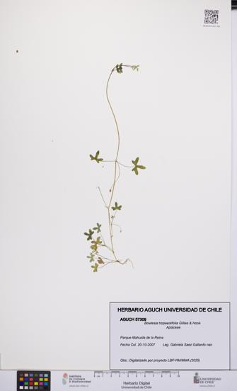 Bowlesia tropaeolifolia [Espécimen: UCH:AGUCH:0057309]