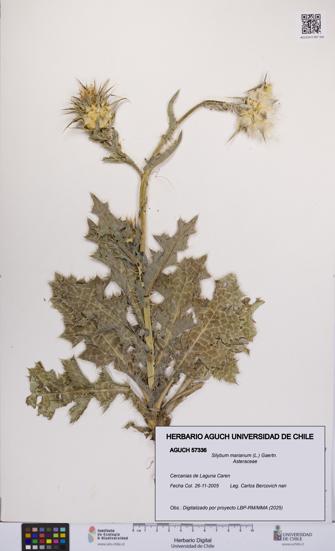 Silybum marianum [Espécimen: UCH:AGUCH:0057336]