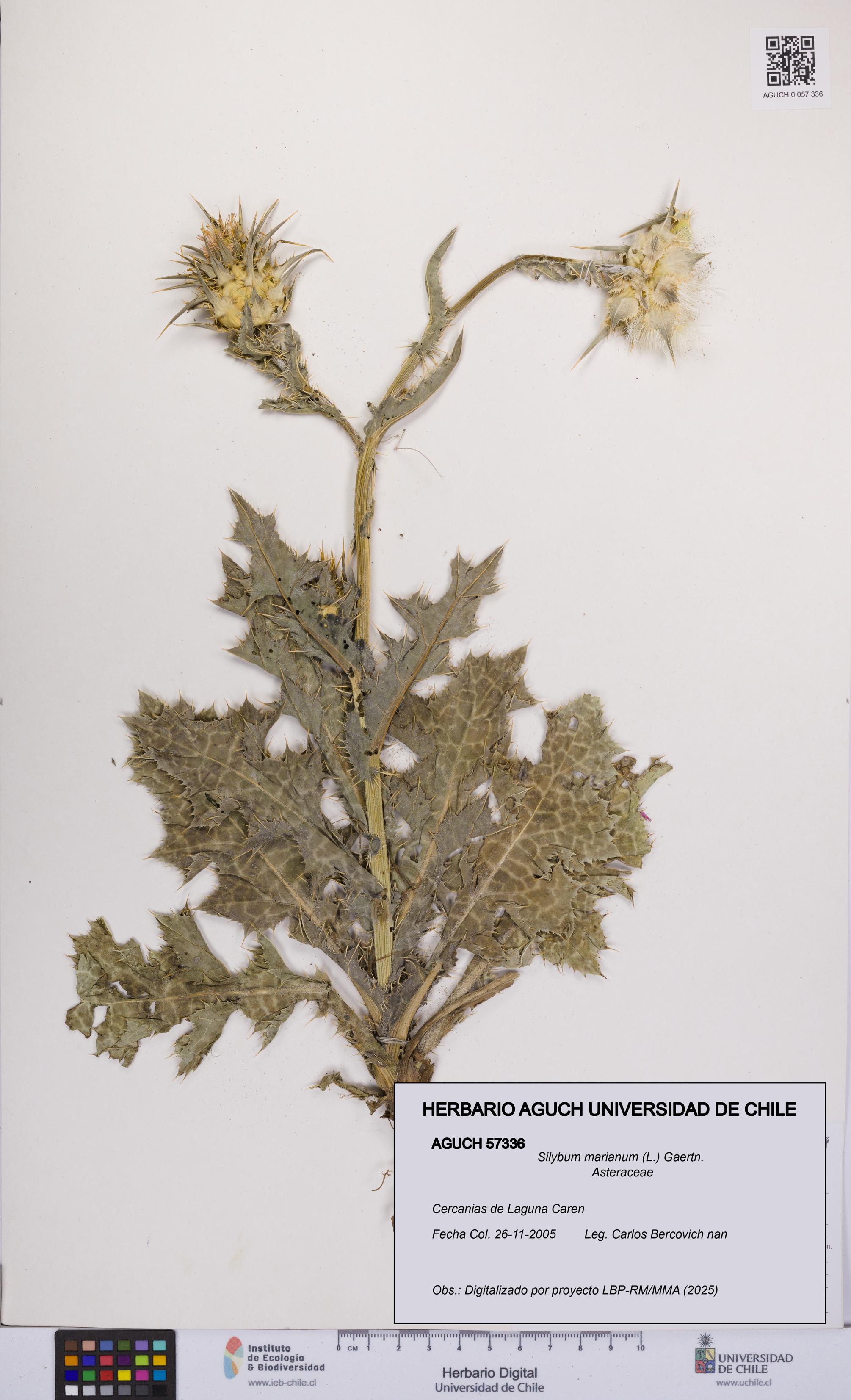 Silybum marianum [Espécimen: UCH:AGUCH:0057336]
