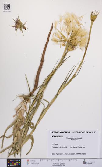 Tragopogon porrifolius [Espécimen: UCH:AGUCH:0057350]