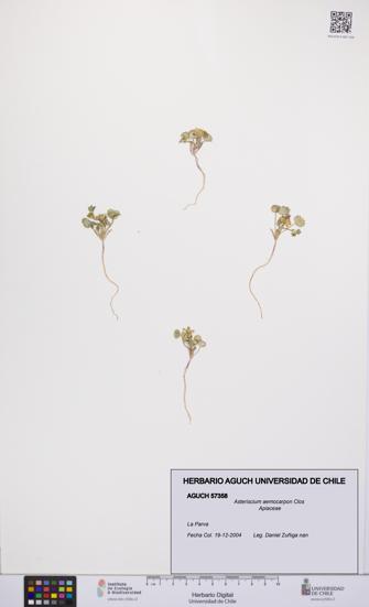 Asteriscium aemocarpon [Espécimen: UCH:AGUCH:0057358]
