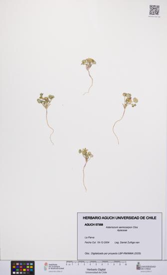 Asteriscium aemocarpon [Espécimen: UCH:AGUCH:0057358]