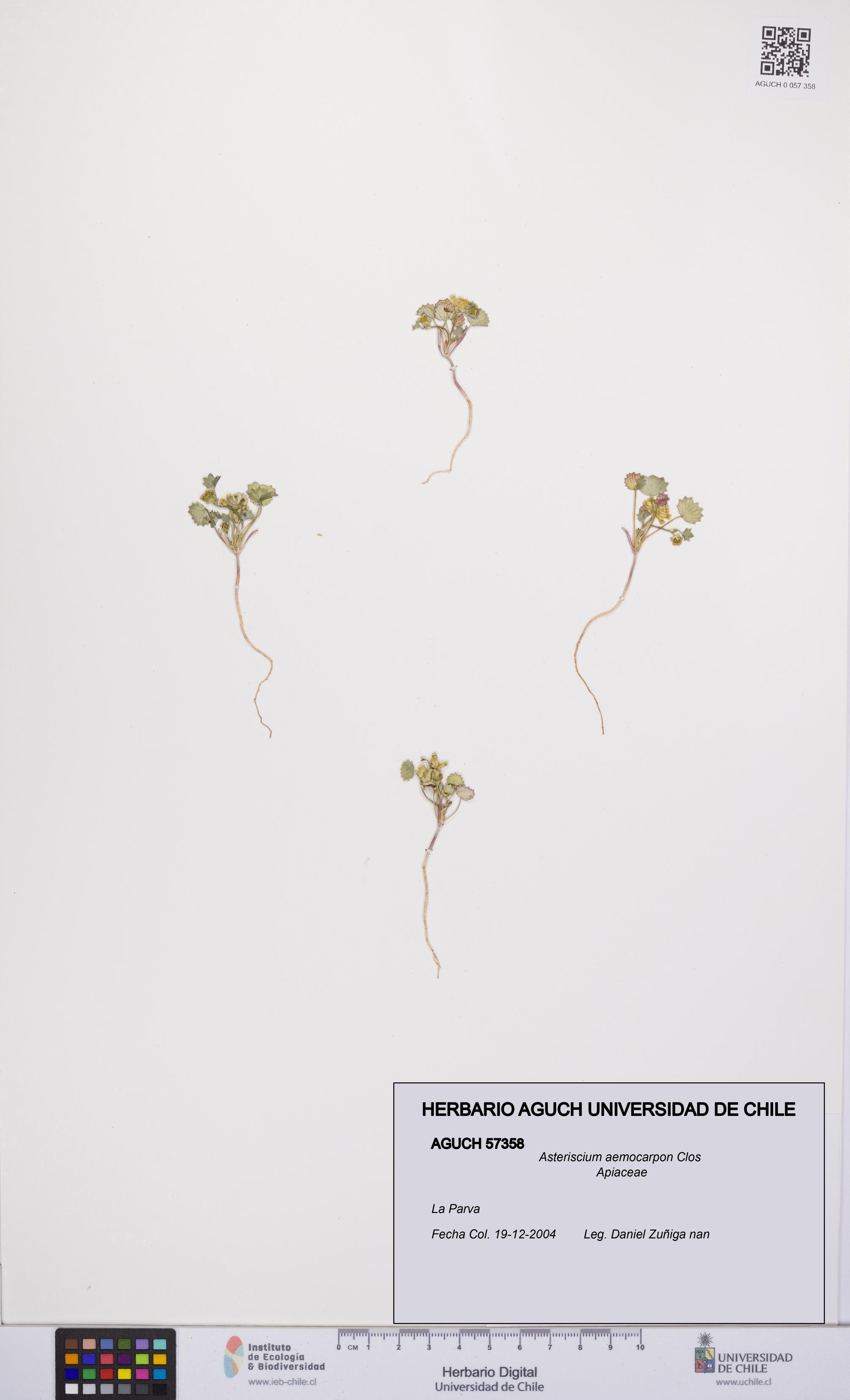Asteriscium aemocarpon [Espécimen: UCH:AGUCH:0057358]