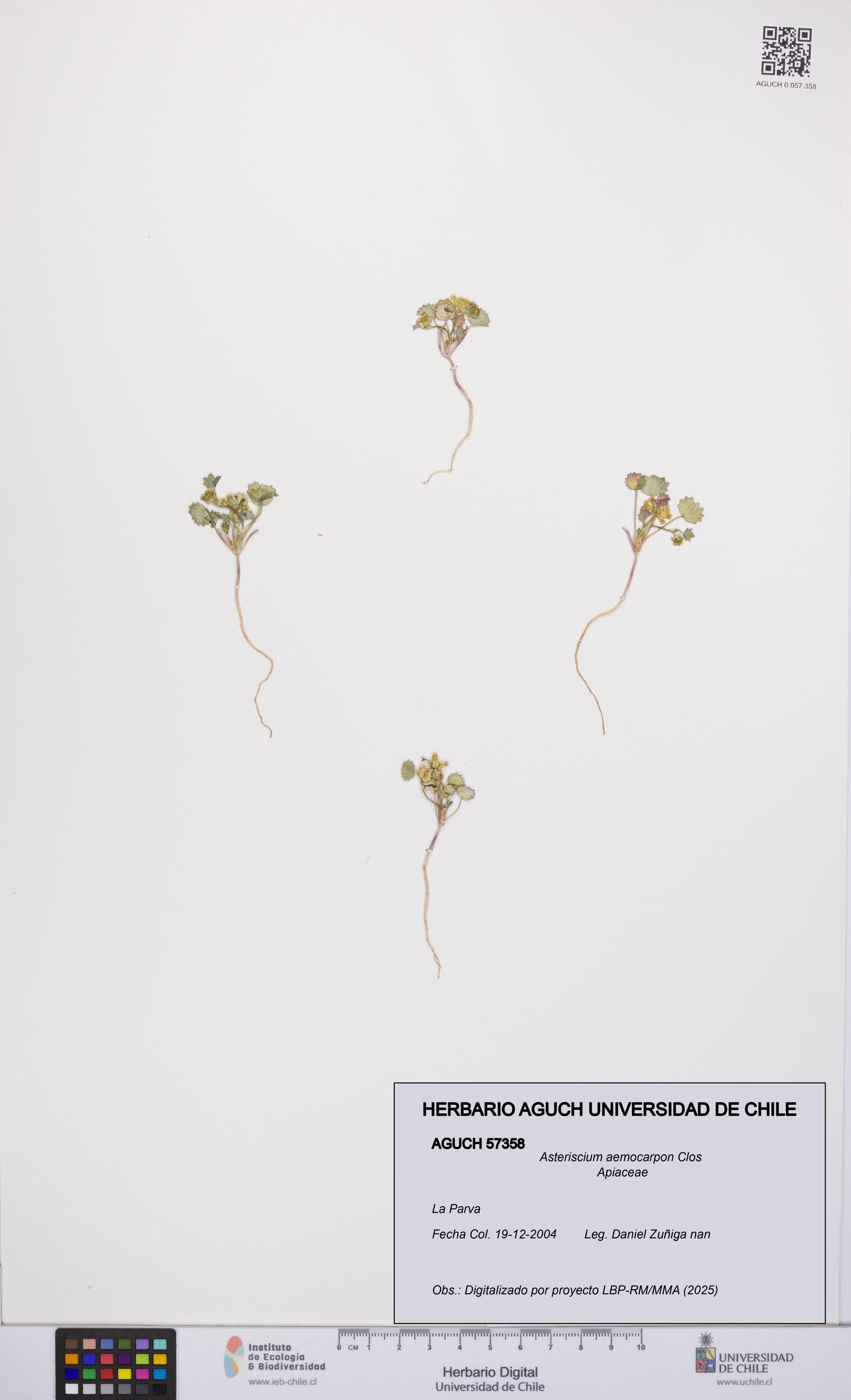 Asteriscium aemocarpon [Espécimen: UCH:AGUCH:0057358]