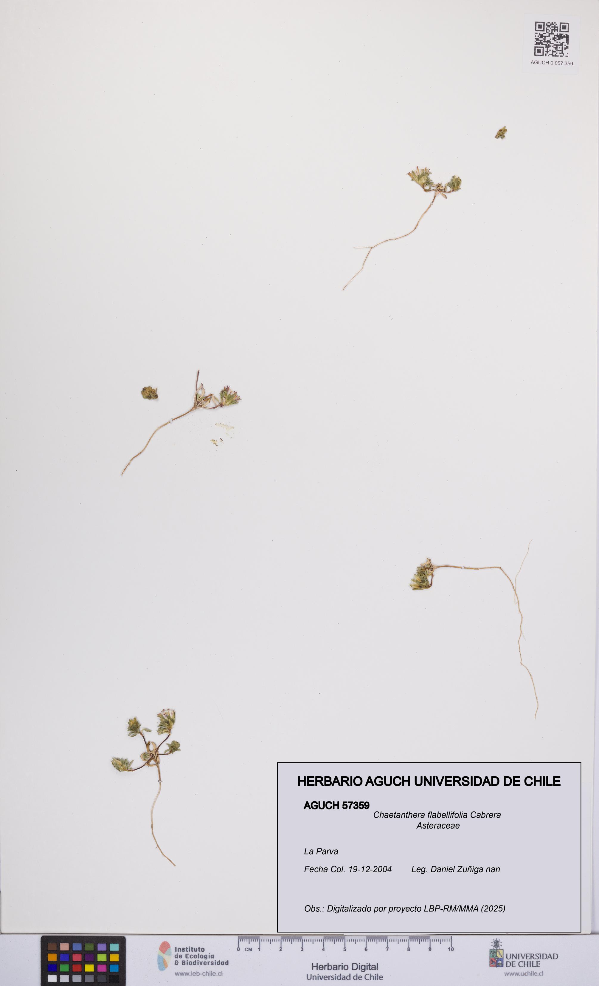 Chaetanthera flabellifolia [Espécimen: UCH:AGUCH:0057359]
