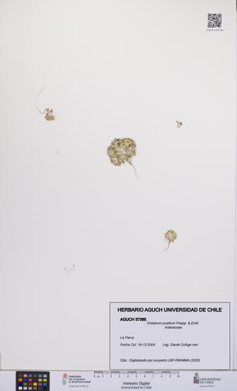 Oriastrum pusillum [Espécimen: UCH:AGUCH:0057365]