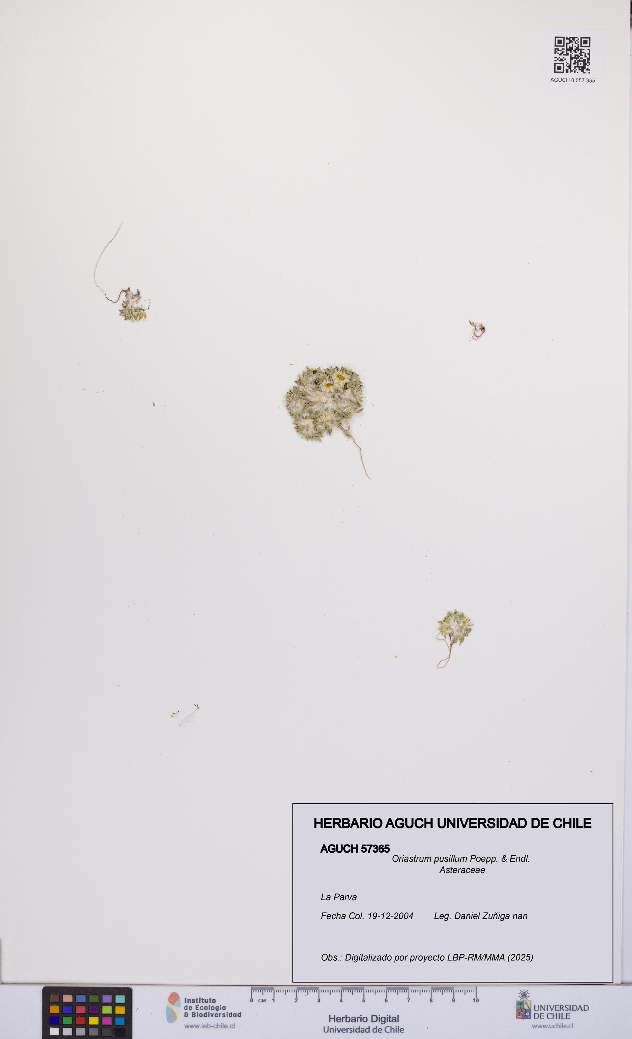 Oriastrum pusillum [Espécimen: UCH:AGUCH:0057365]