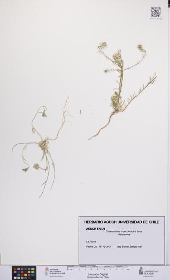 Chaetanthera moenchioides [Espécimen: UCH:AGUCH:0057376]