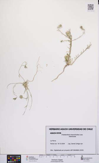 Chaetanthera moenchioides [Espécimen: UCH:AGUCH:0057376]