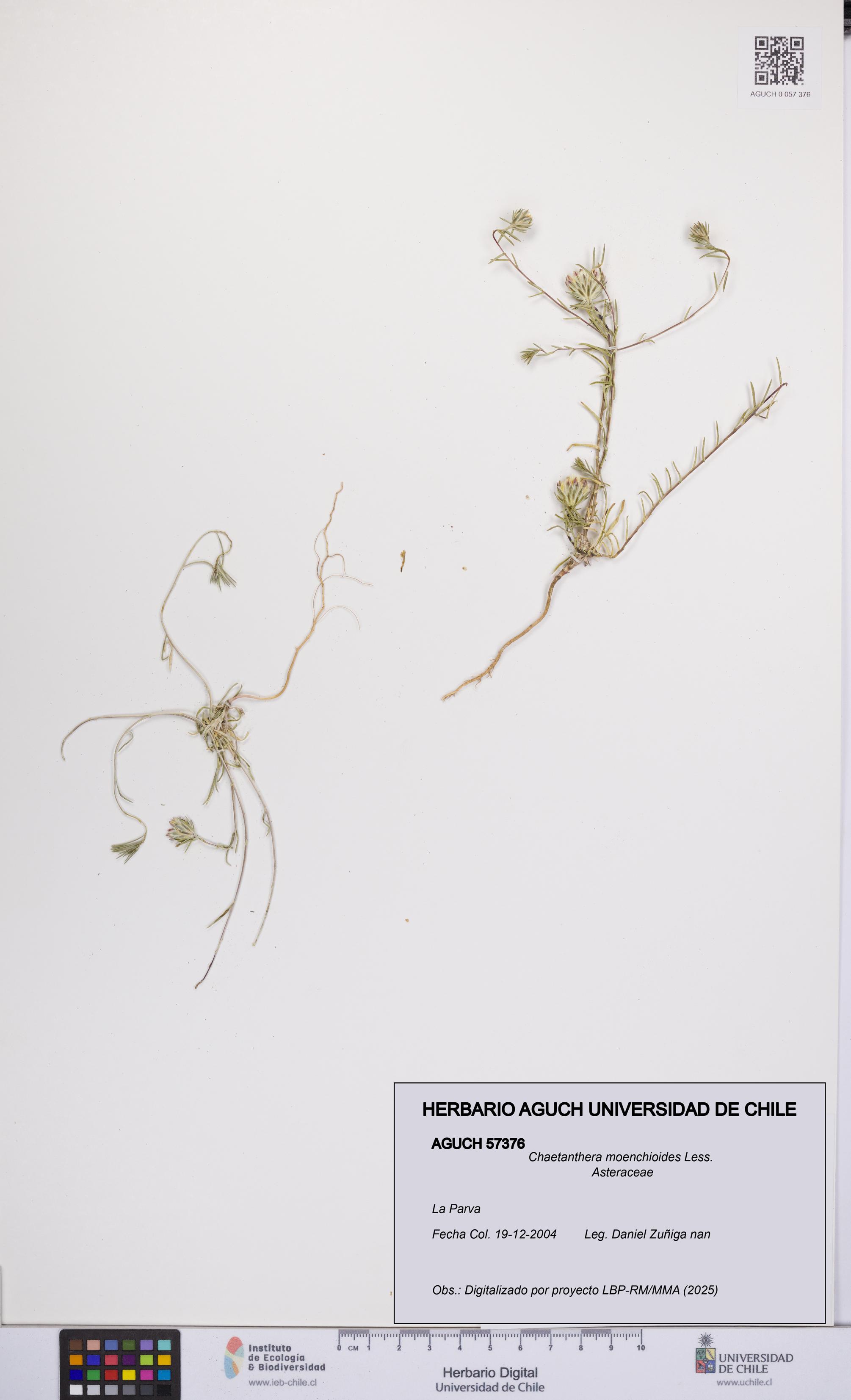 Chaetanthera moenchioides [Espécimen: UCH:AGUCH:0057376]