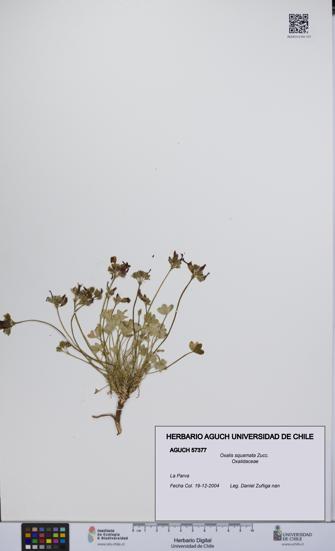 Oxalis squamata [Espécimen: UCH:AGUCH:0057377]
