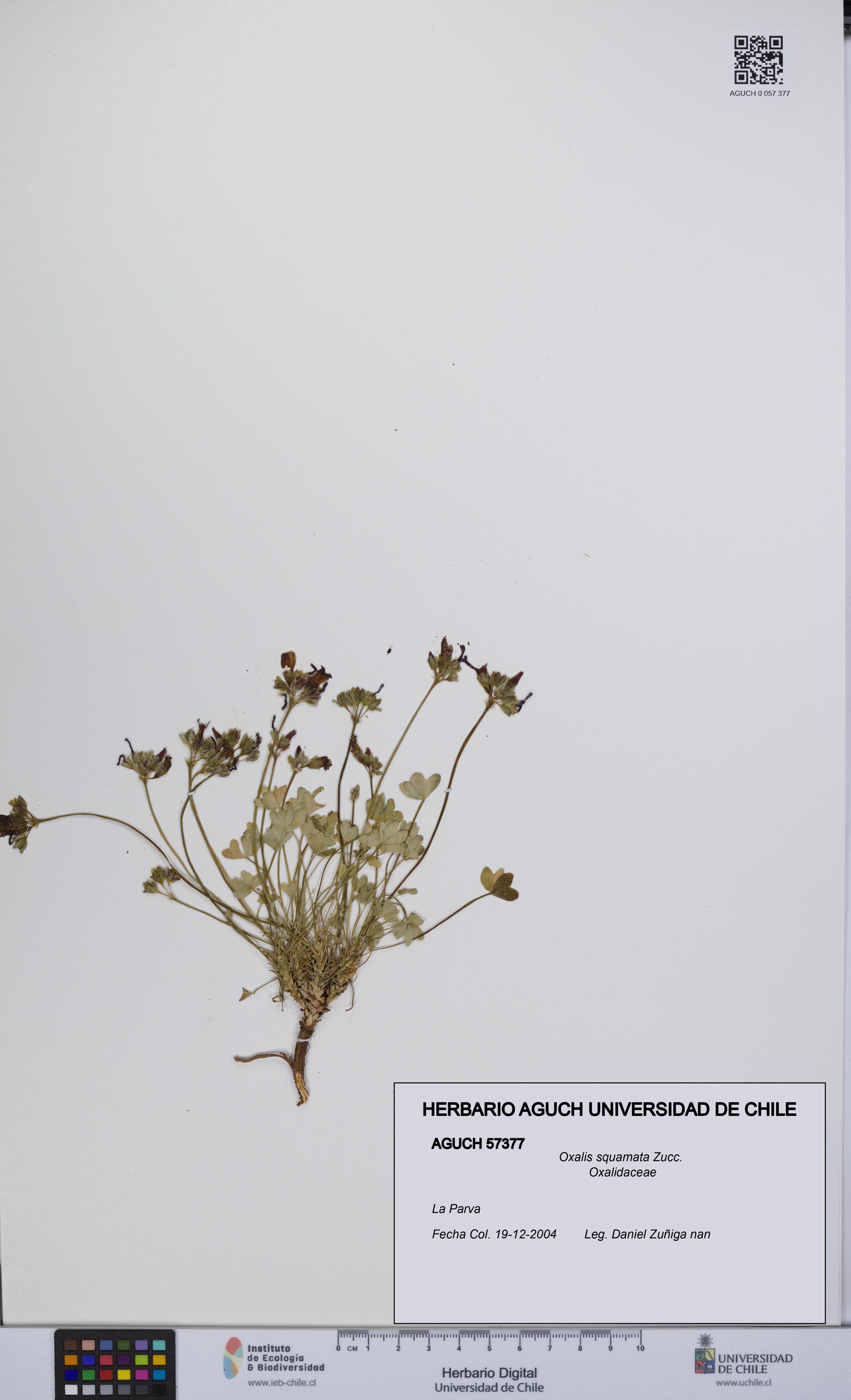 Oxalis squamata [Espécimen: UCH:AGUCH:0057377]