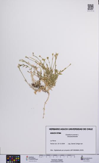 Cerastium arvense [Espécimen: UCH:AGUCH:0057384]