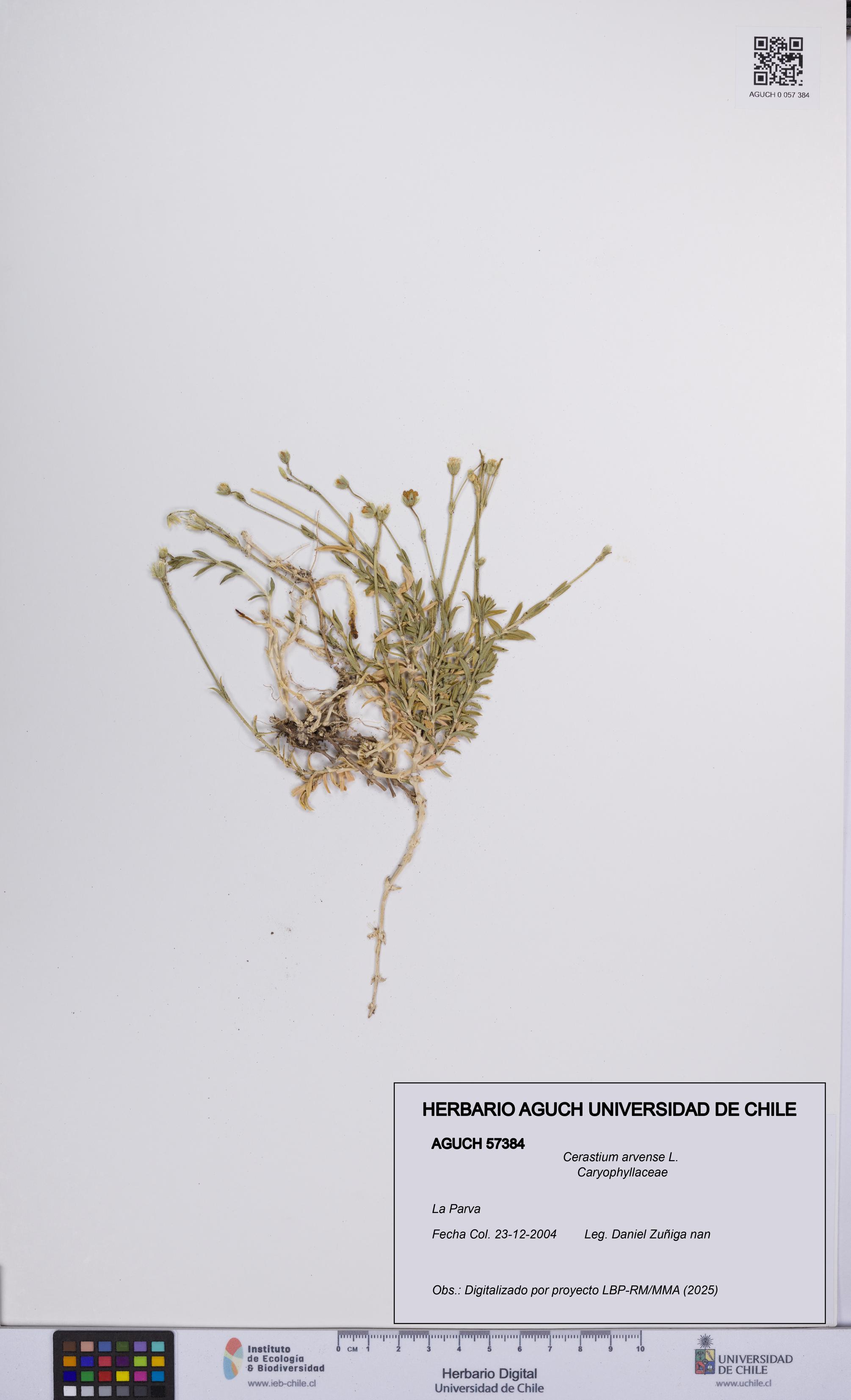 Cerastium arvense [Espécimen: UCH:AGUCH:0057384]