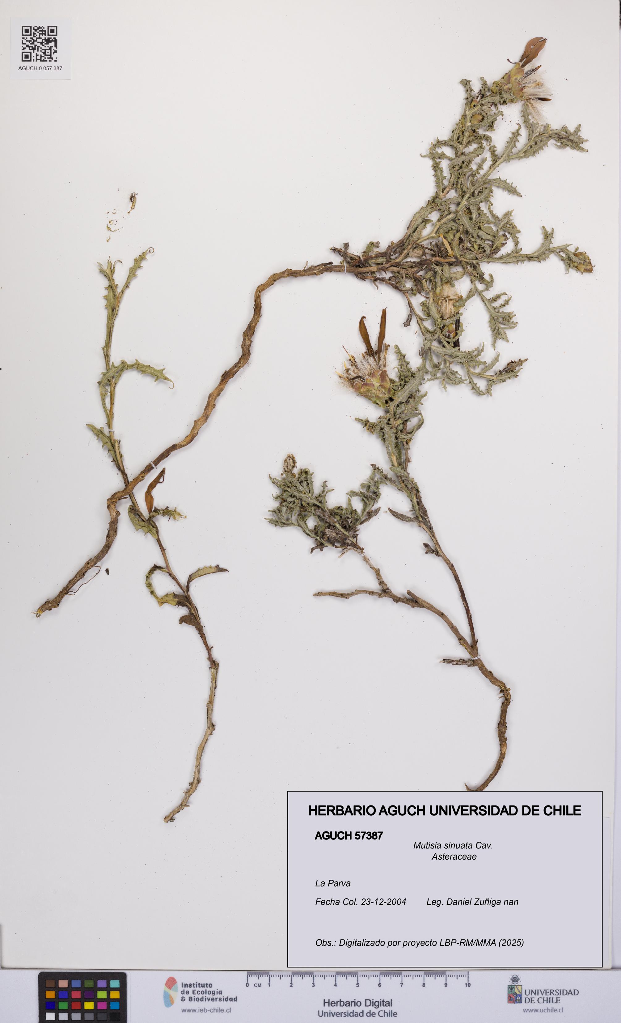 Mutisia sinuata [Espécimen: UCH:AGUCH:0057387]