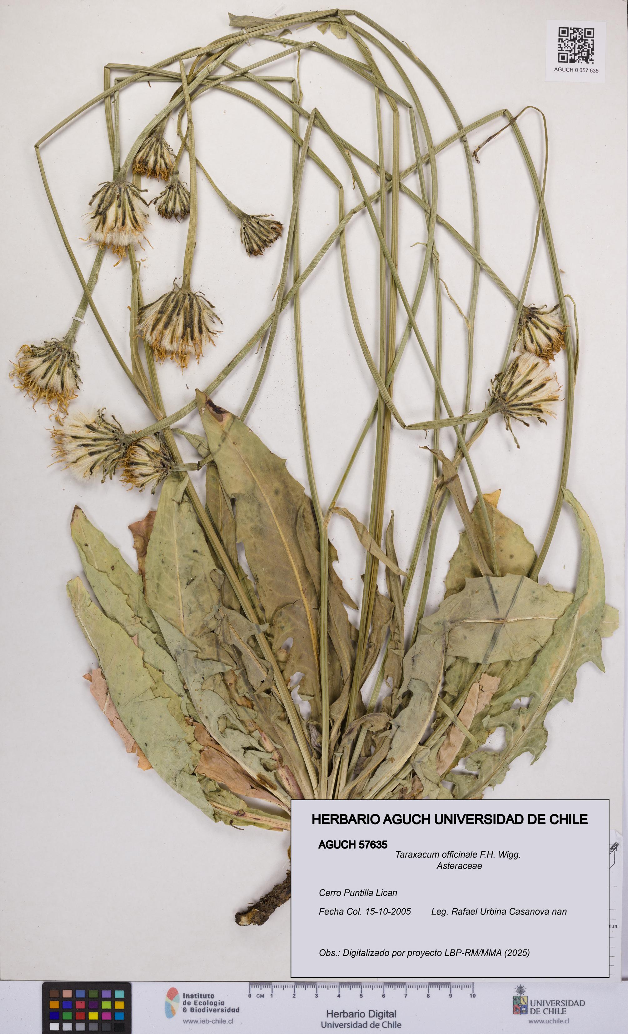 Taraxacum officinale [Espécimen: UCH:AGUCH:0057635]