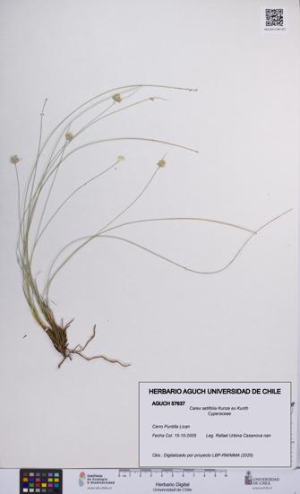 Carex setifolia [Espécimen: UCH:AGUCH:0057637]