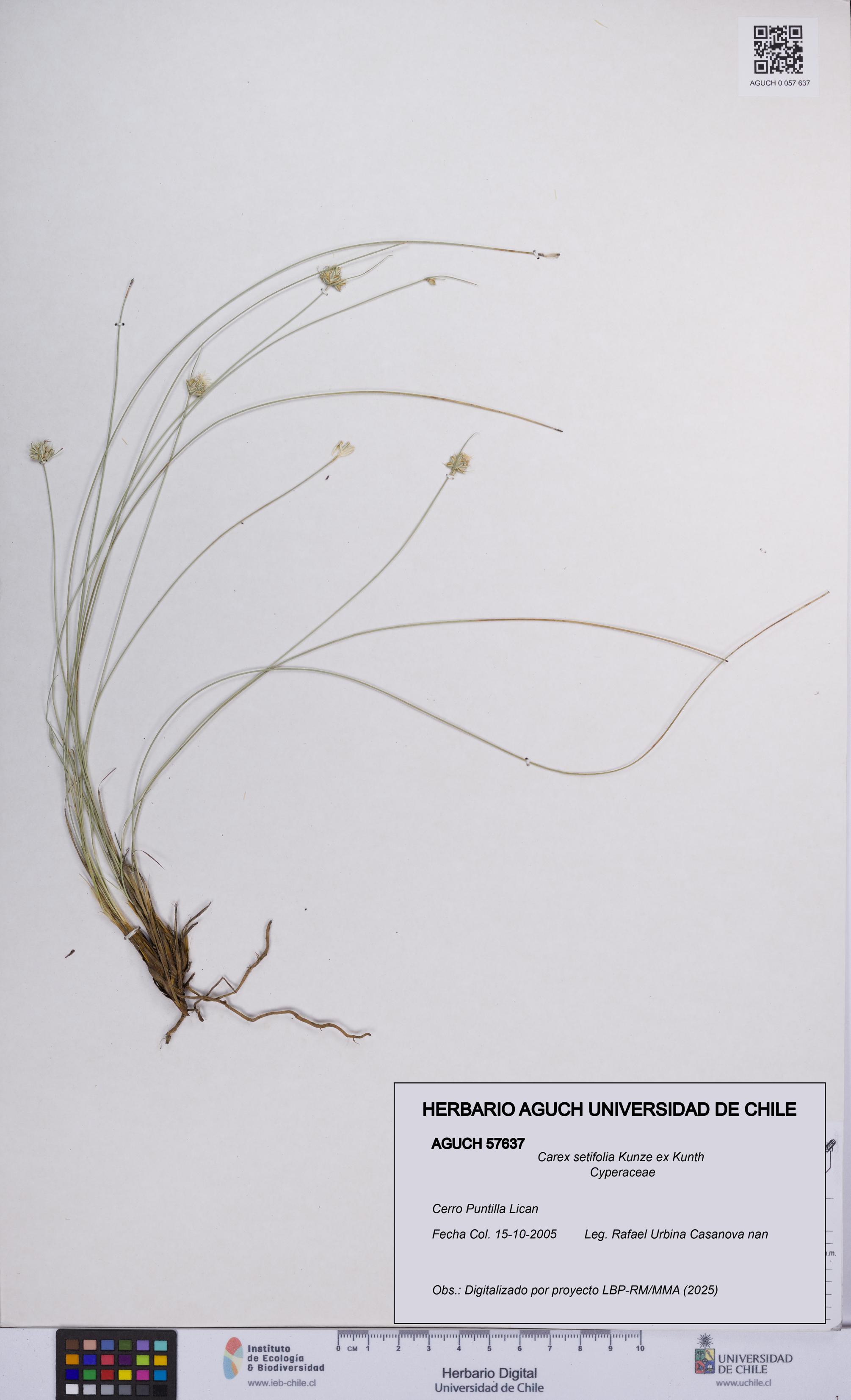 Carex setifolia [Espécimen: UCH:AGUCH:0057637]