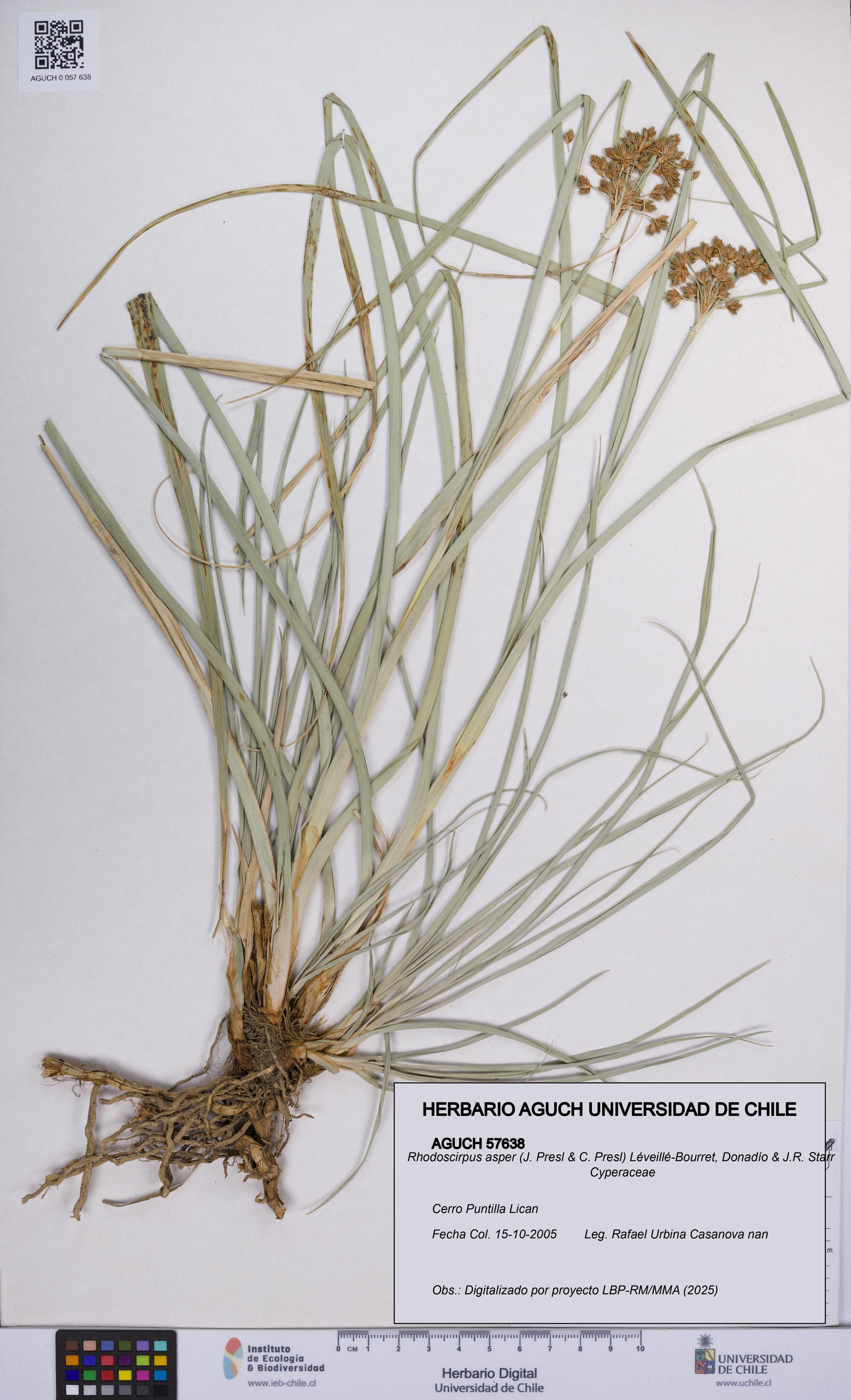 Rhodoscirpus asper [Espécimen: UCH:AGUCH:0057638]