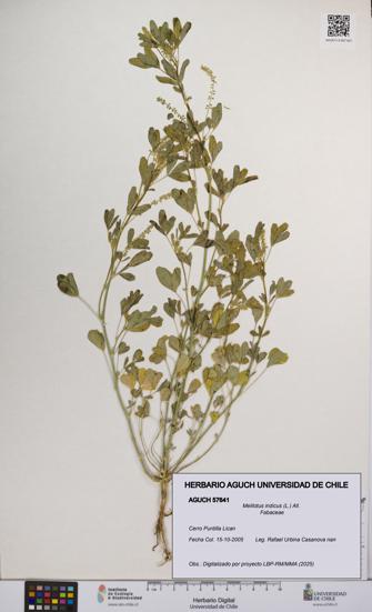 Melilotus indicus [Espécimen: UCH:AGUCH:0057641]