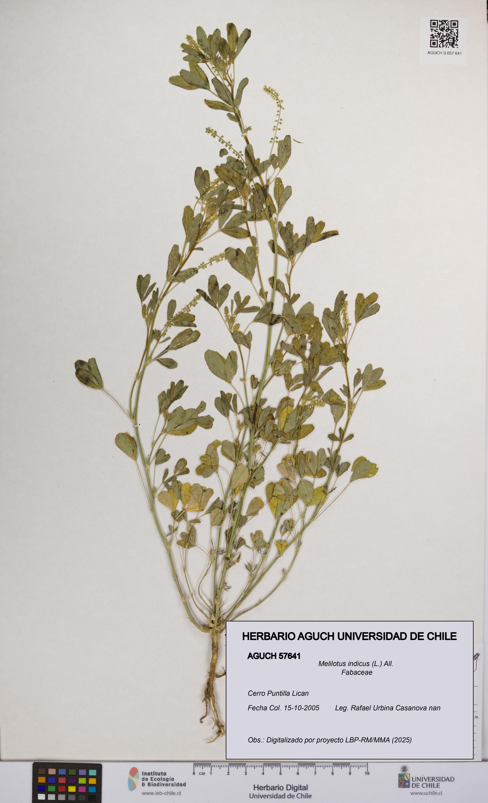 Melilotus indicus [Espécimen: UCH:AGUCH:0057641]
