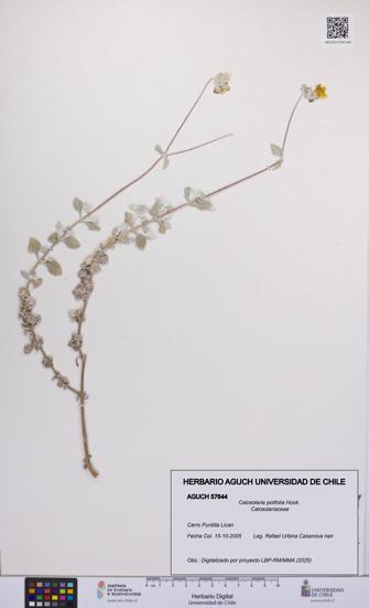 Calceolaria polifolia [Espécimen: UCH:AGUCH:0057644]