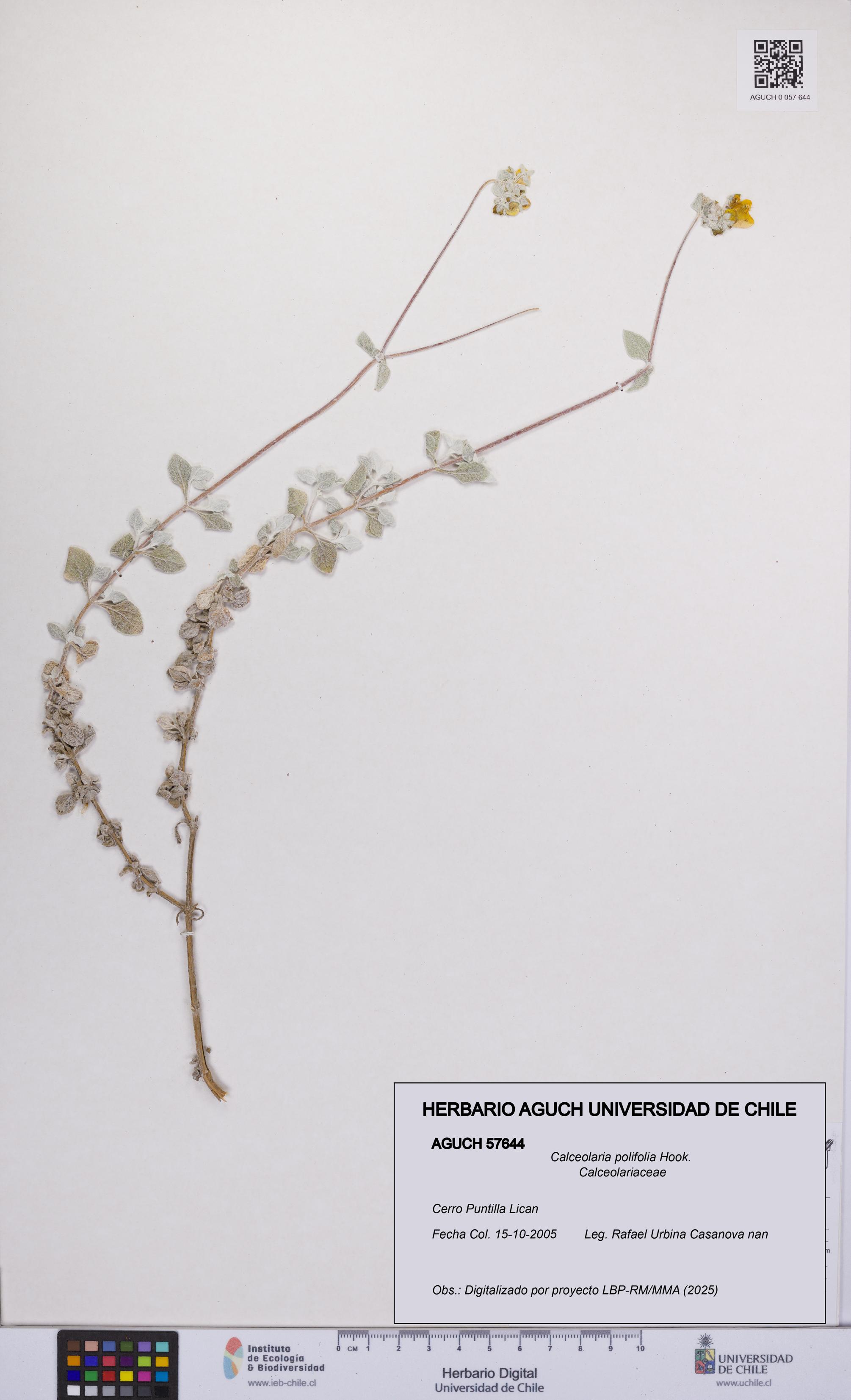 Calceolaria polifolia [Espécimen: UCH:AGUCH:0057644]