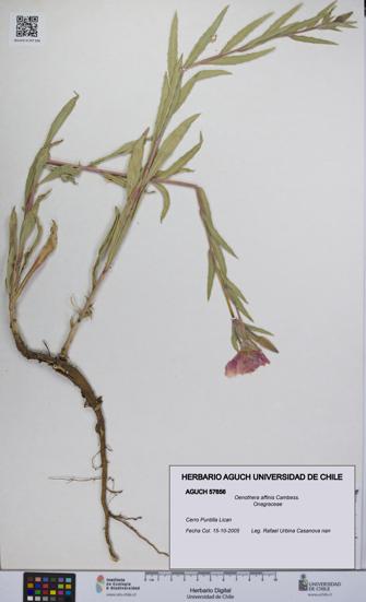 Oenothera affinis [Espécimen: UCH:AGUCH:0057656]