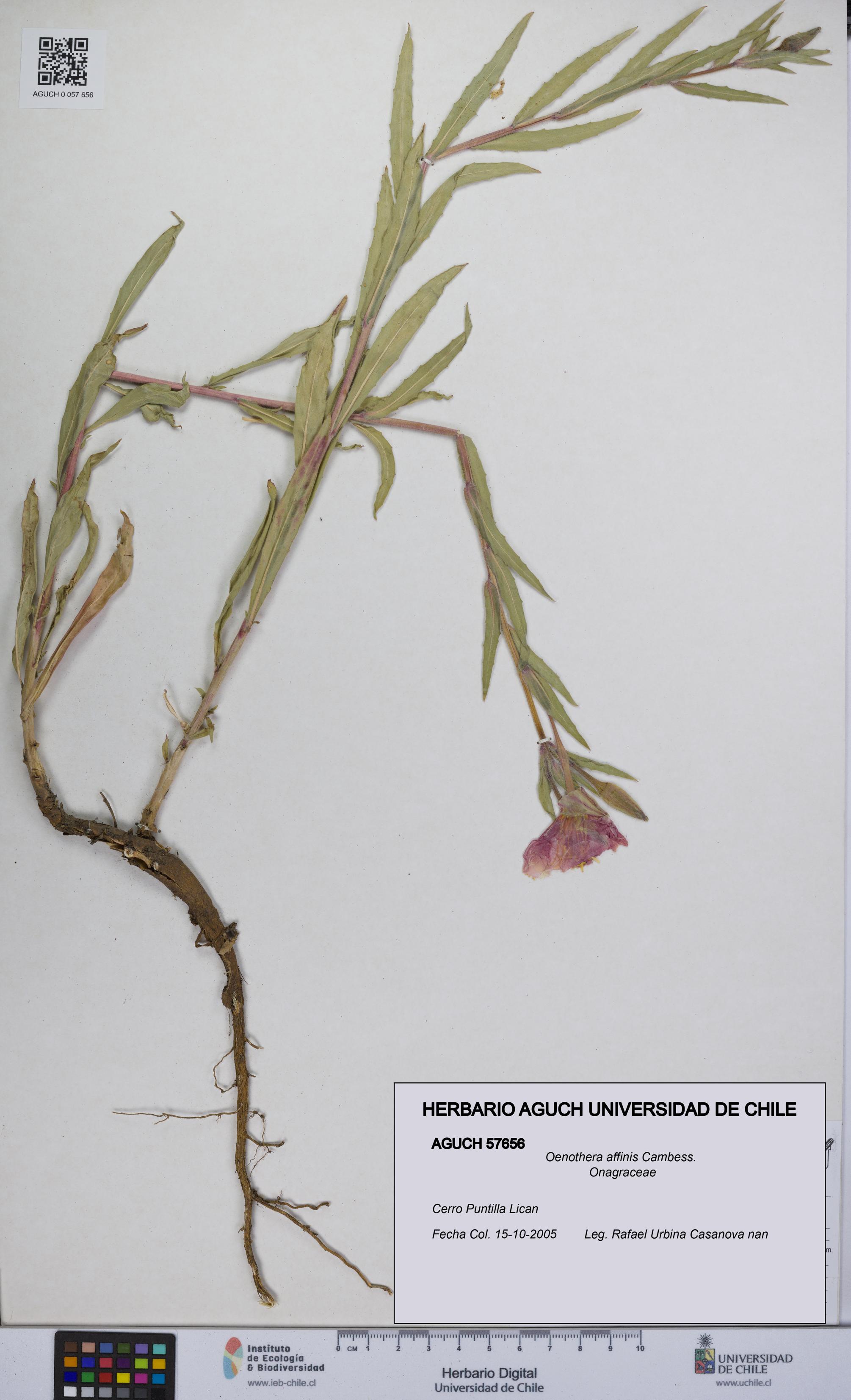 Oenothera affinis [Espécimen: UCH:AGUCH:0057656]