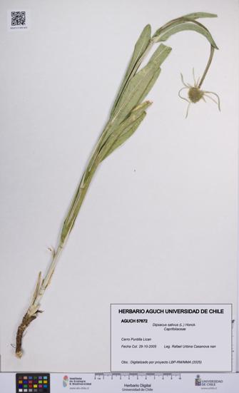 Dipsacus sativus [Espécimen: UCH:AGUCH:0057672]